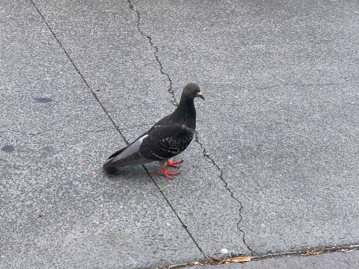 Rock Pigeon (Feral Pigeon) - ML621538021