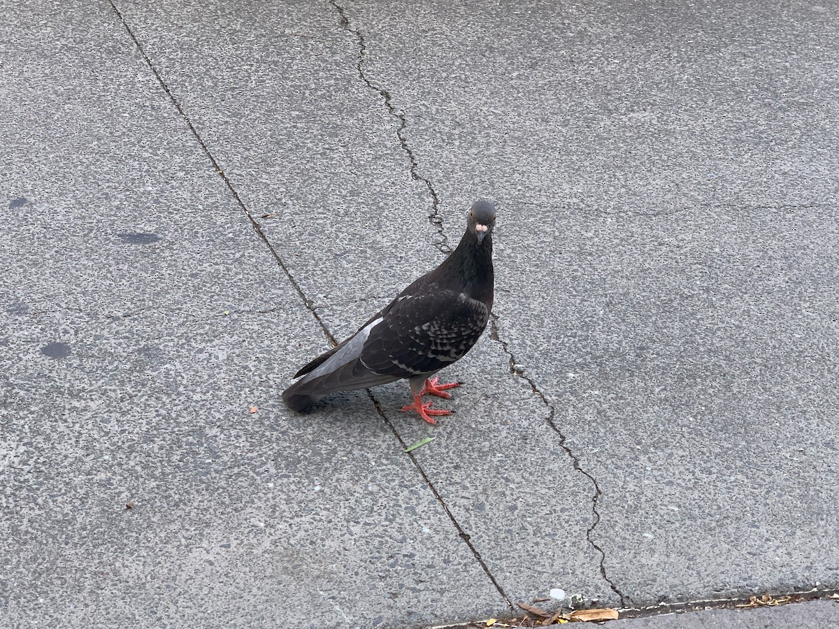 Rock Pigeon (Feral Pigeon) - ML621538022