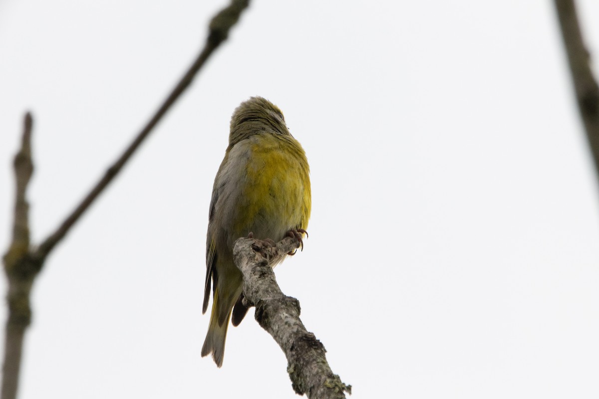 European Greenfinch - ML621538044