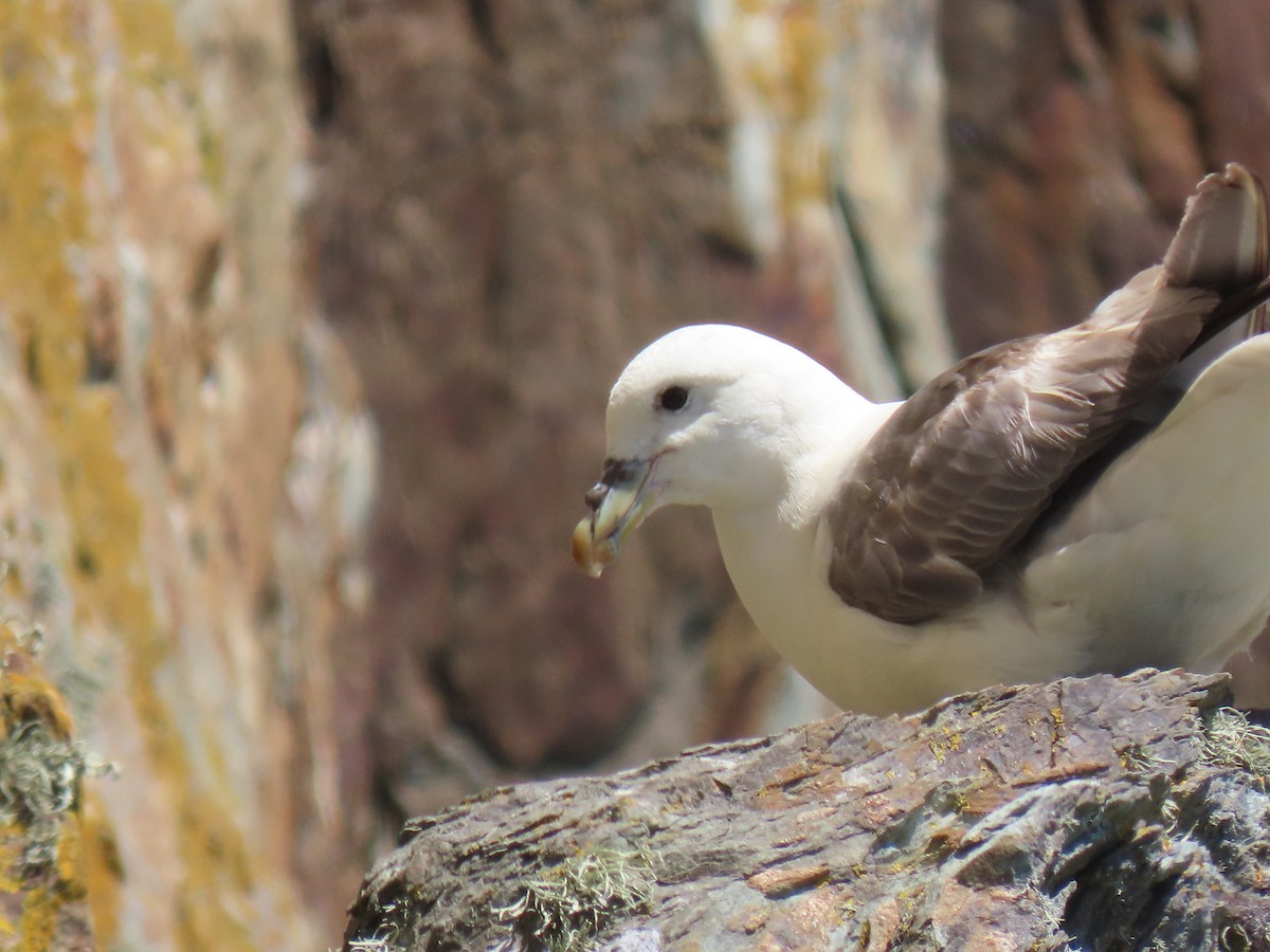 Northern Fulmar - ML621538048
