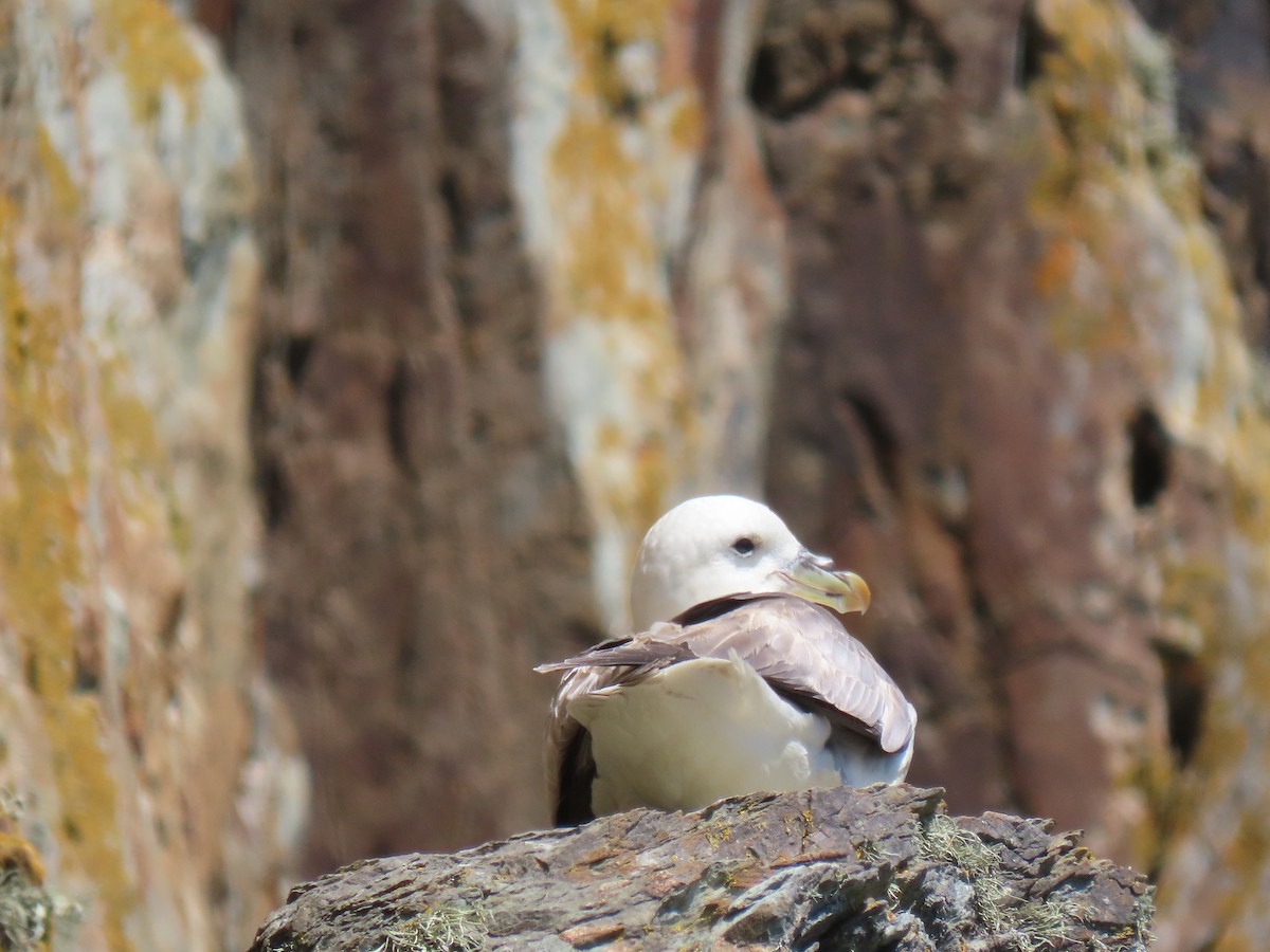 Northern Fulmar - ML621538049