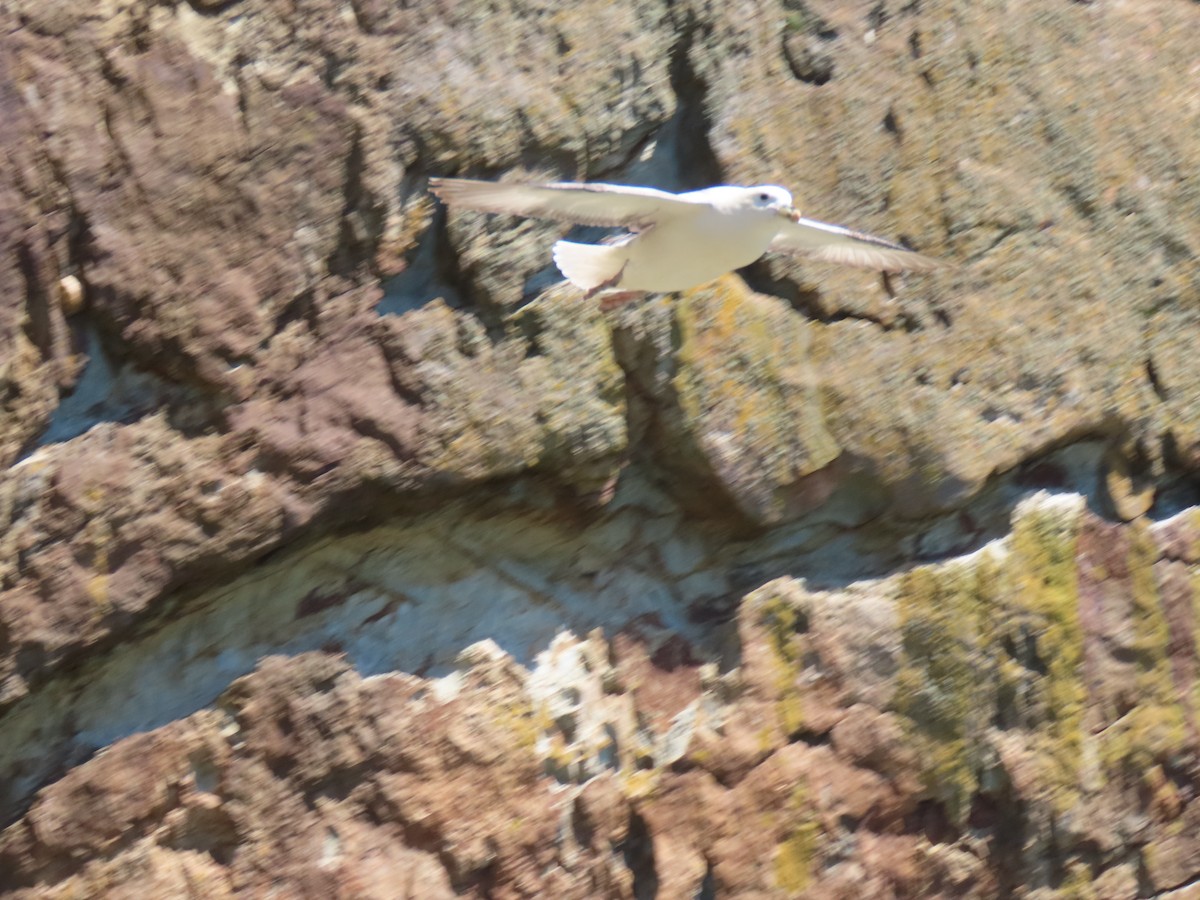 Northern Fulmar - ML621538050