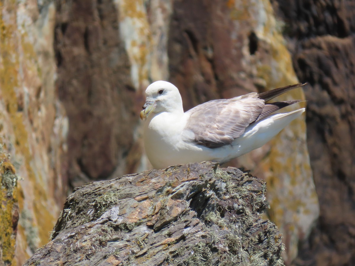 Northern Fulmar - ML621538051
