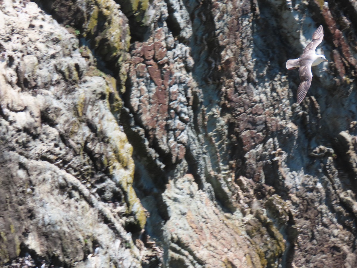 Northern Fulmar - ML621538052