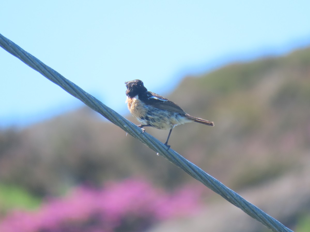 European Stonechat - ML621538068