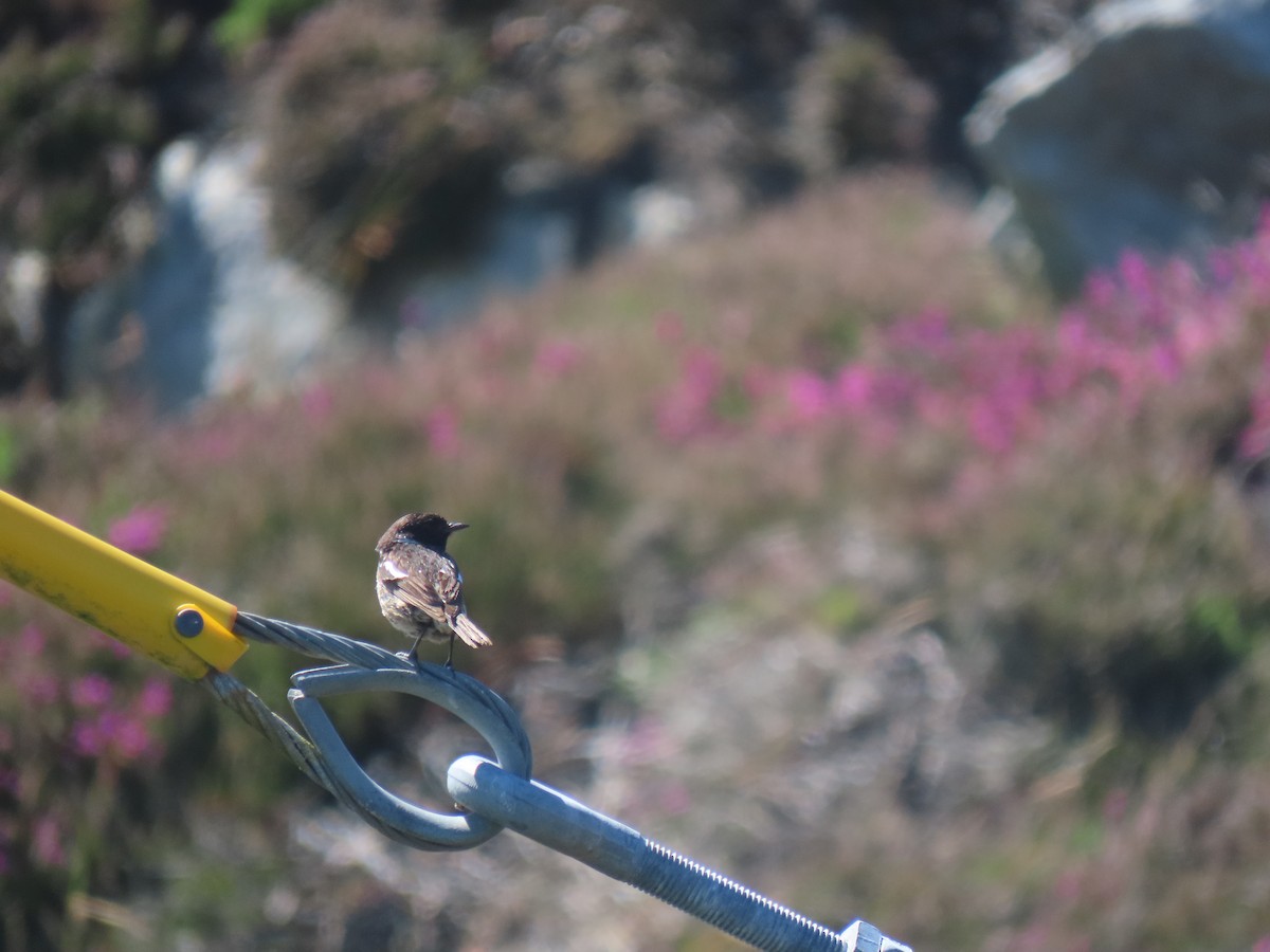 European Stonechat - ML621538069