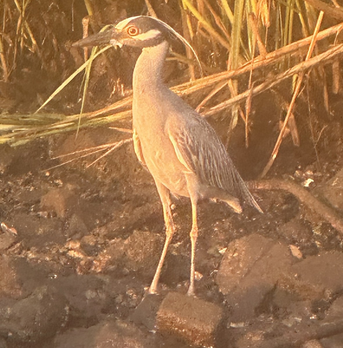 Yellow-crowned Night Heron - ML621538072