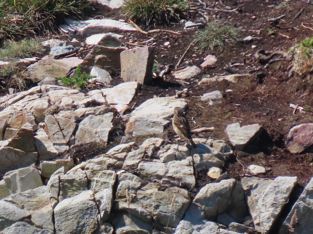 European Stonechat - ML621538076