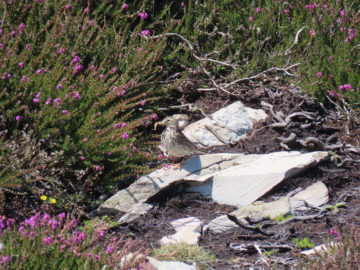 Rock Pipit - ML621538131