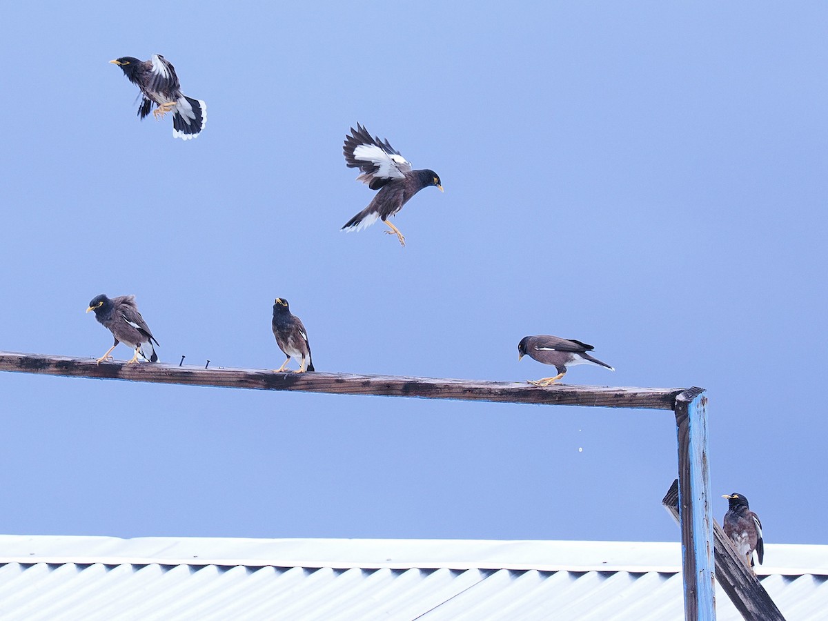 majna obecná - ML621538172