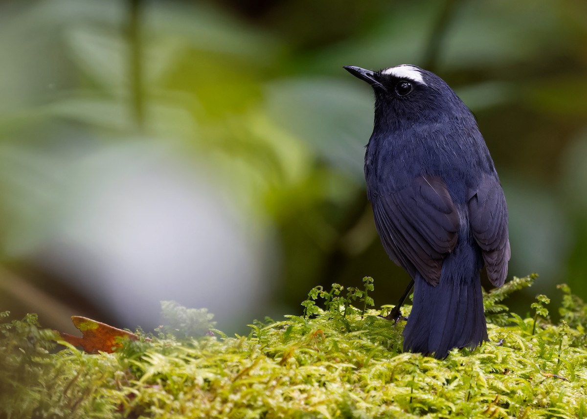 Himalayan Shortwing - ML621538219