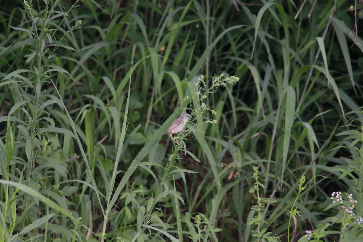 Prinia Modesta - ML621538235