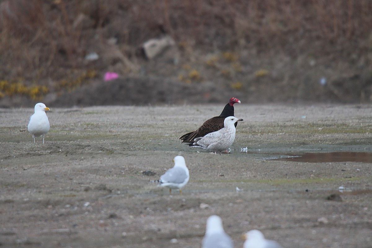 Turkey Vulture - ML621538244