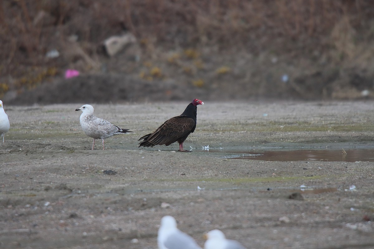Turkey Vulture - ML621538245