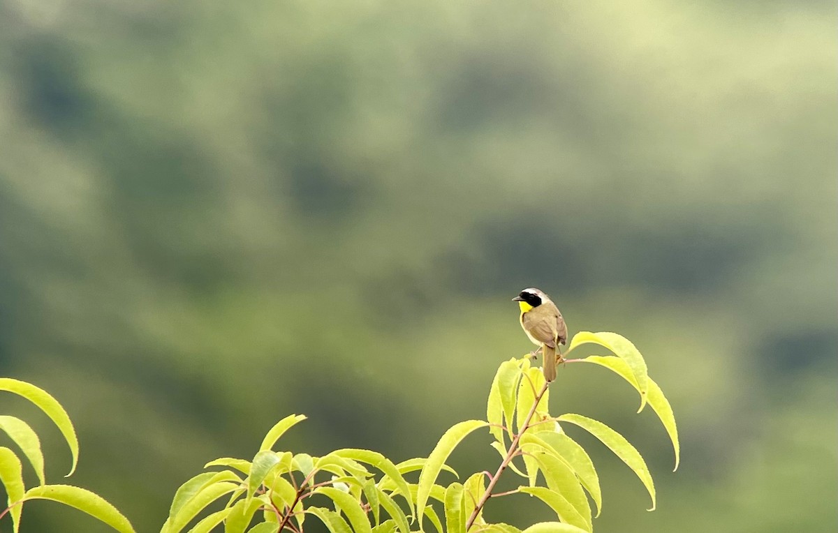 Common Yellowthroat - ML621538268