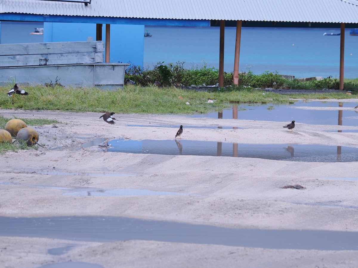 majna obecná - ML621538270