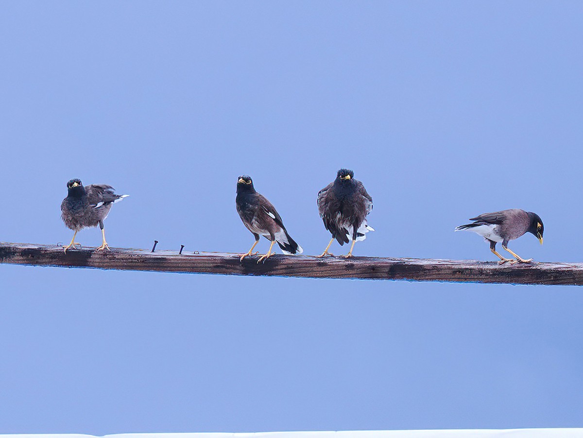 majna obecná - ML621538272