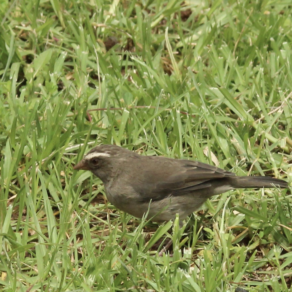 Brown-rumped Seedeater - ML621538278