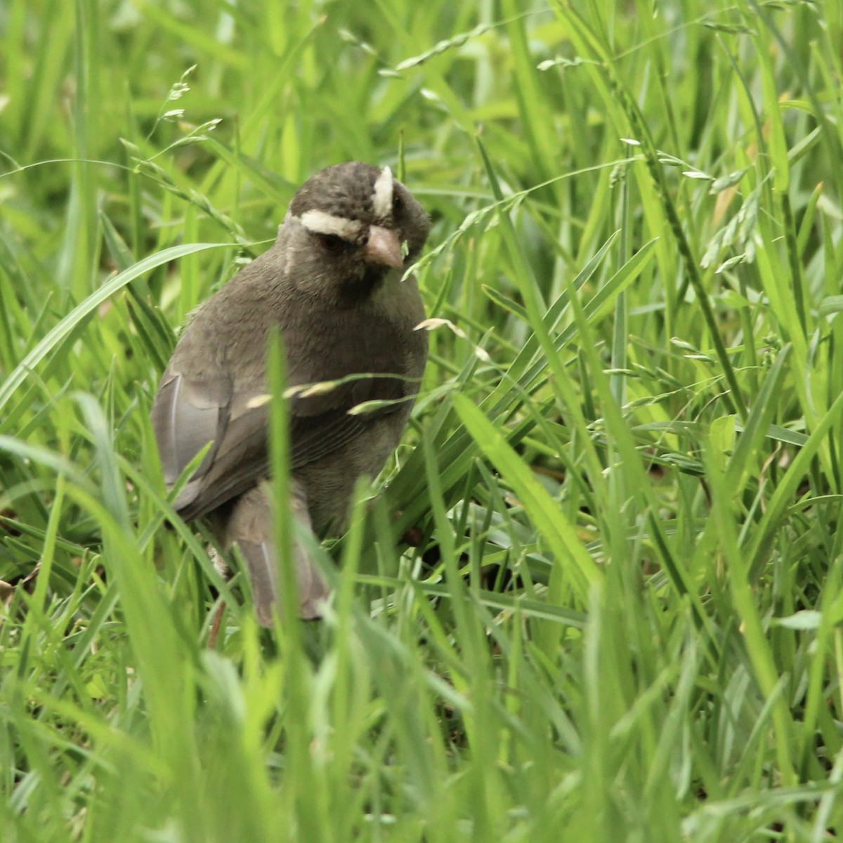 Brown-rumped Seedeater - ML621538279