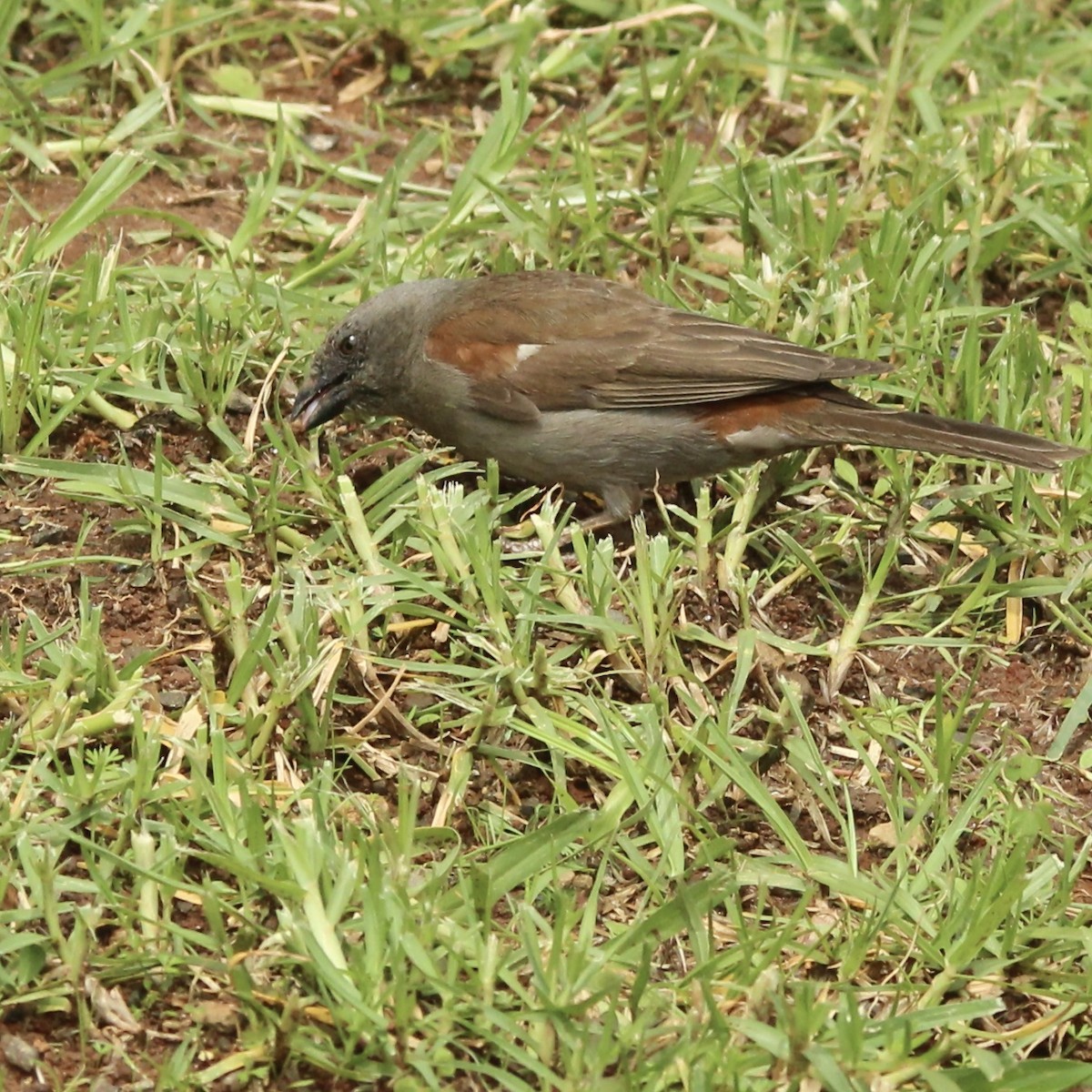 Northern Gray-headed Sparrow - ML621538297
