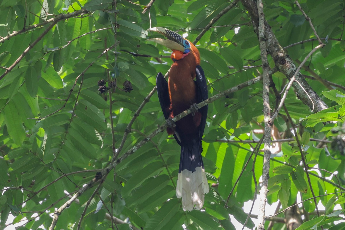 Rufous-necked Hornbill - ML621538527