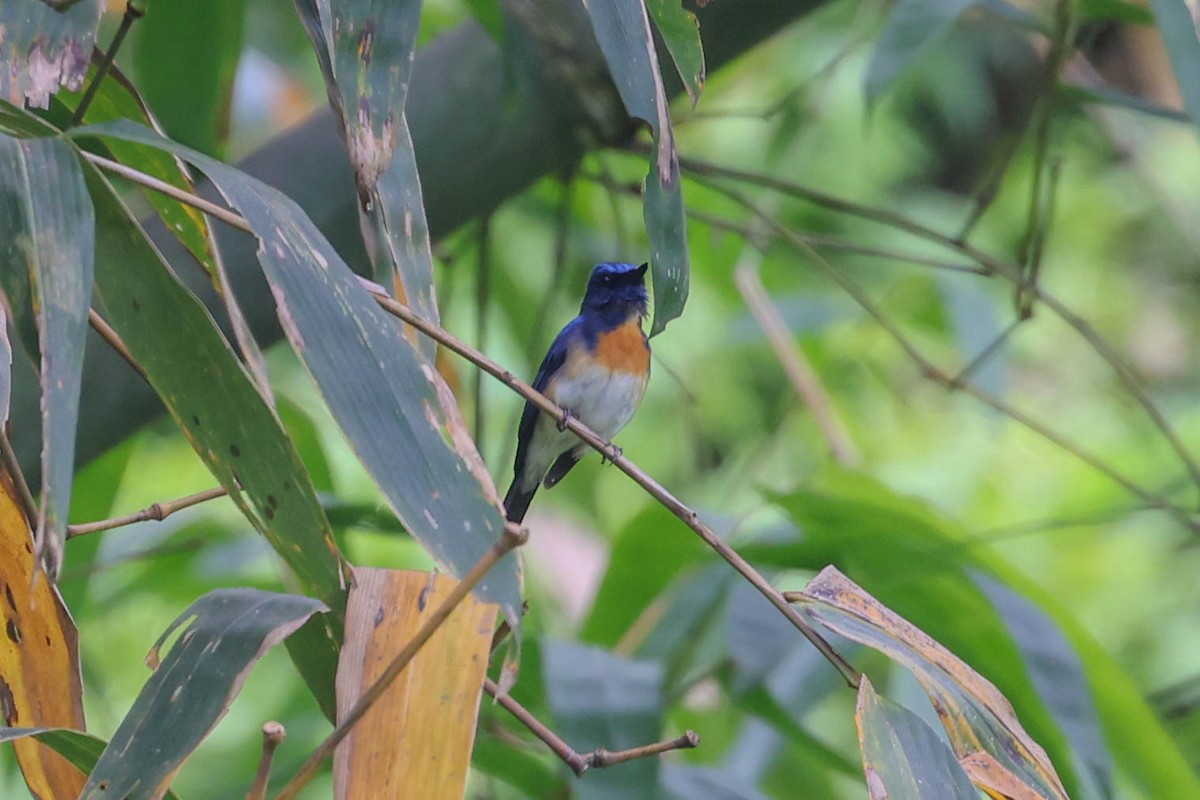 Blue-throated Flycatcher - ML621538534