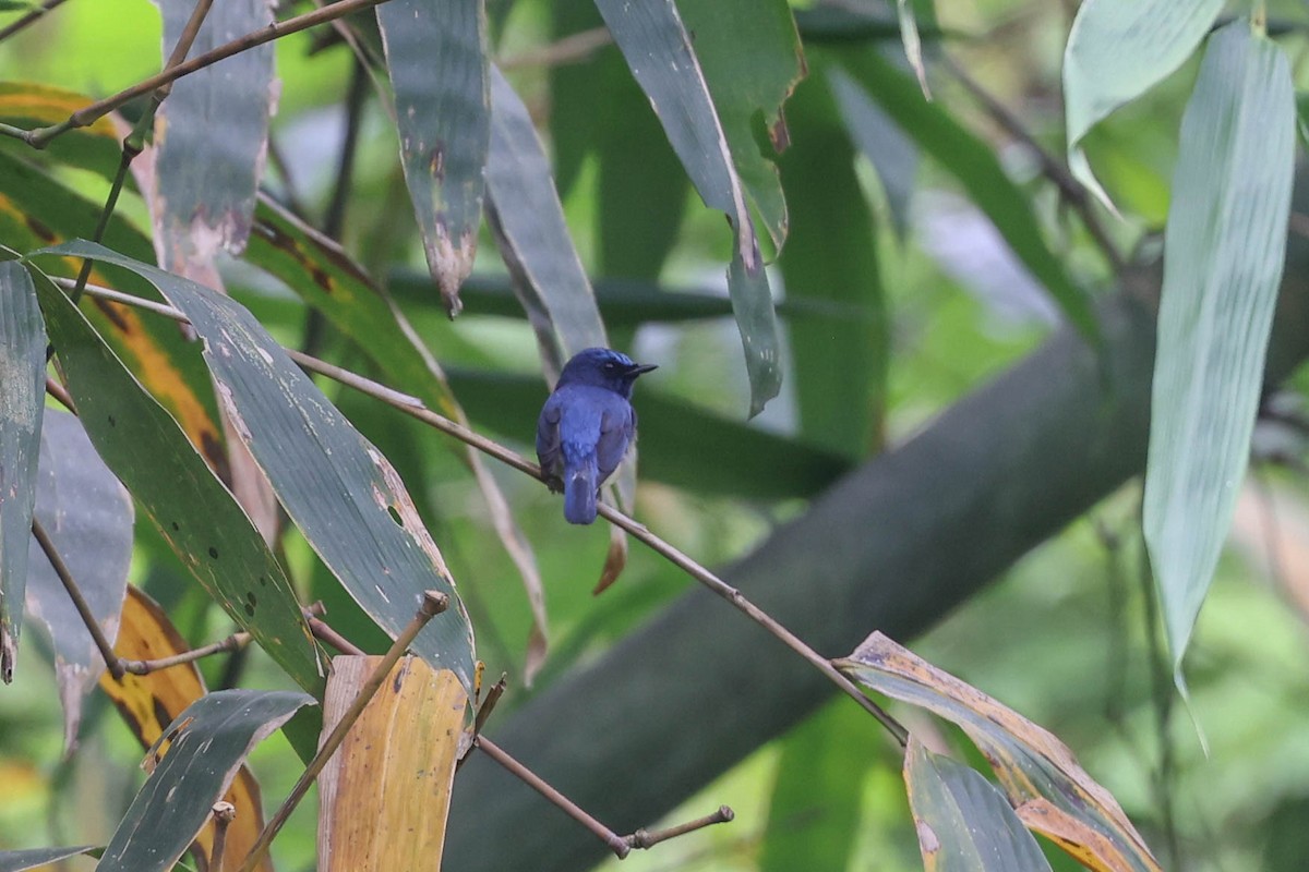 Blue-throated Flycatcher - ML621538535