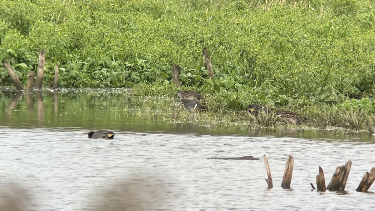 Чирянка мала (підвид carolinensis) - ML621538560