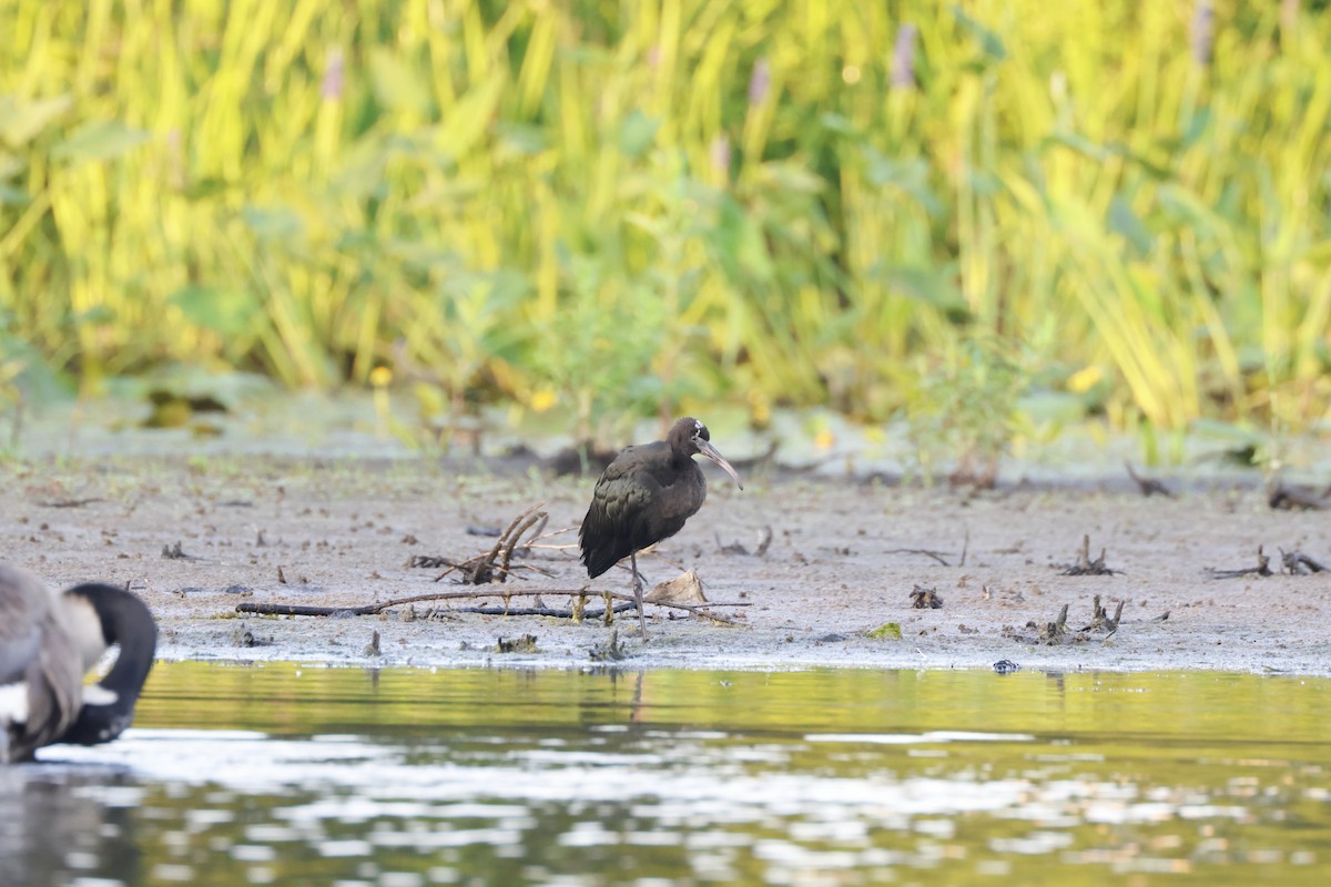 Glossy Ibis - ML621538571