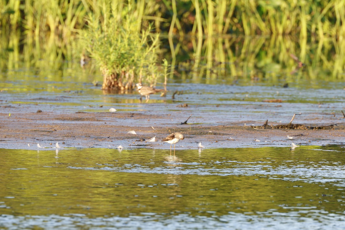 Solitary Sandpiper - ML621538614