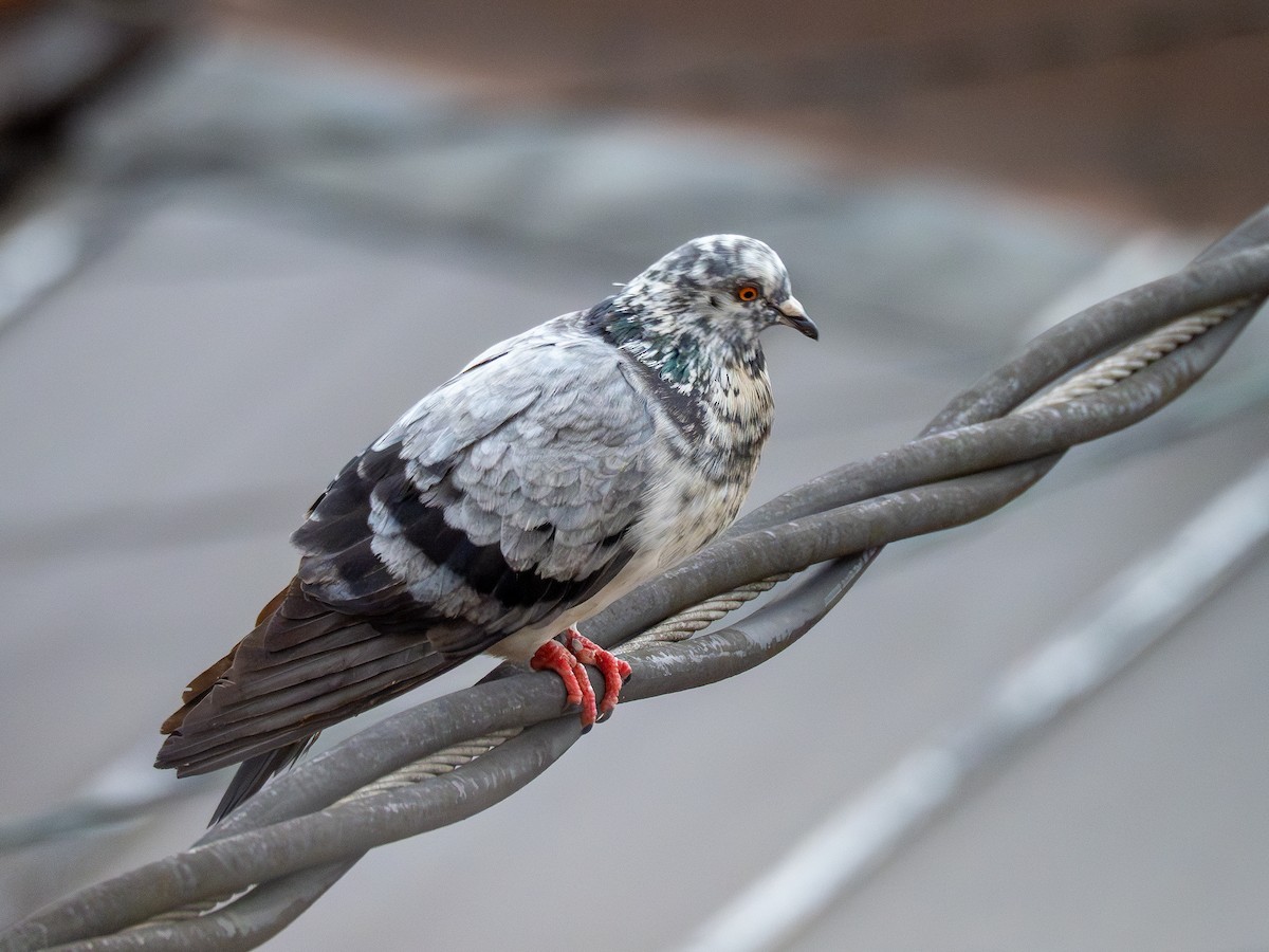 Rock Pigeon (Feral Pigeon) - ML621538619
