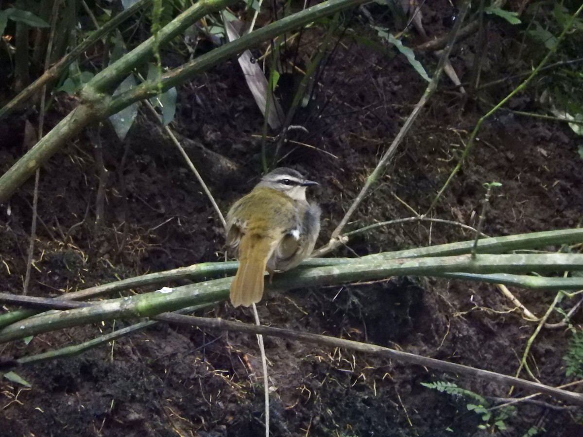 Riverbank Warbler - Franco Palandri