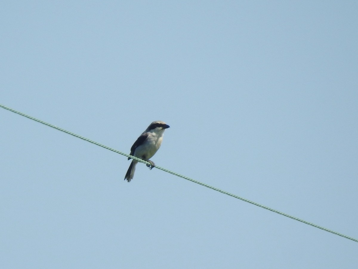 Loggerhead Shrike - ML621538623