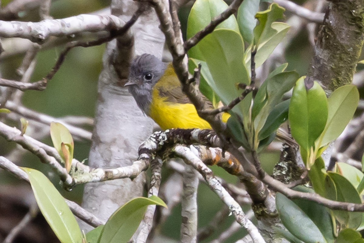 Gray-headed Canary-Flycatcher - ML621538625