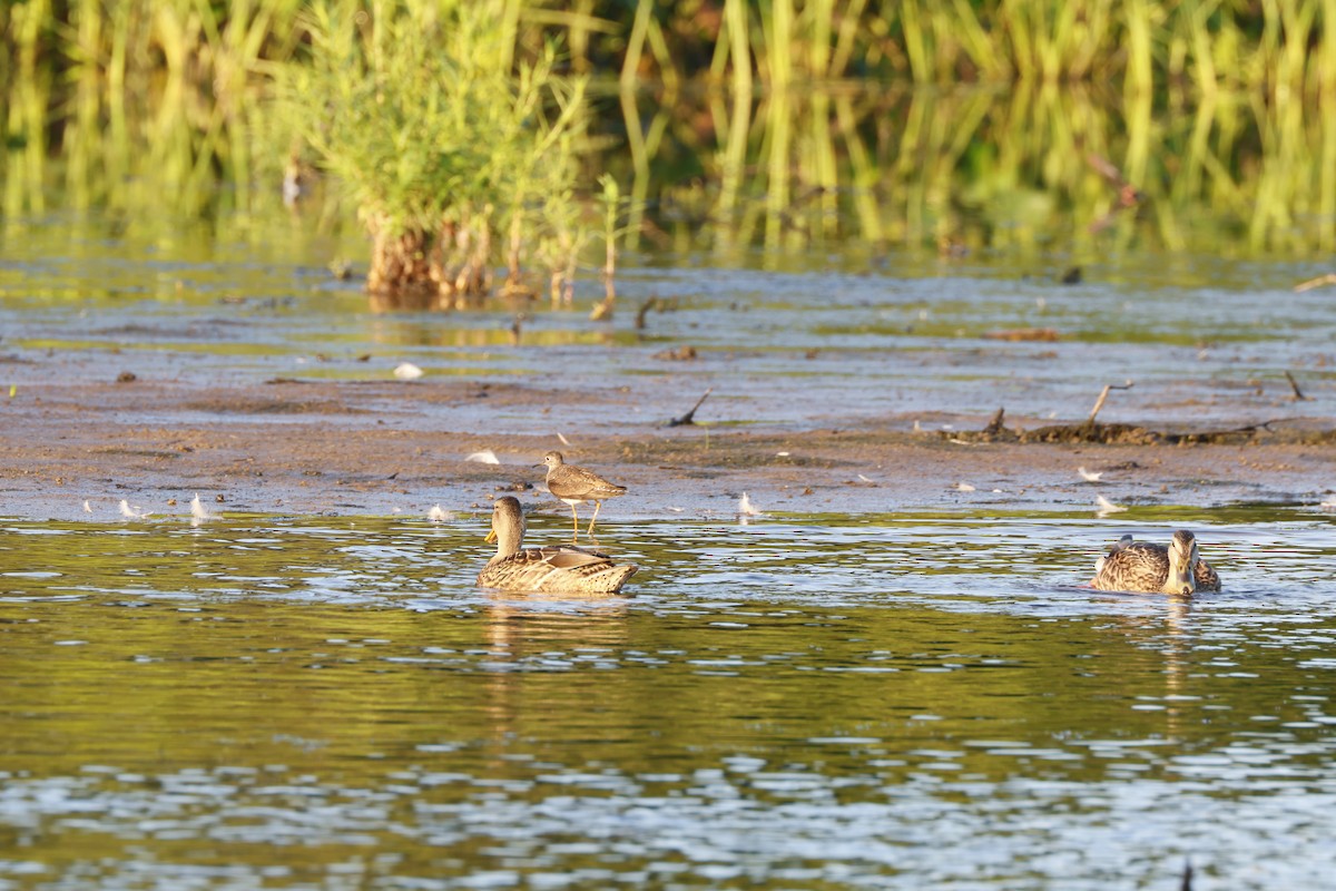 Solitary Sandpiper - ML621538635