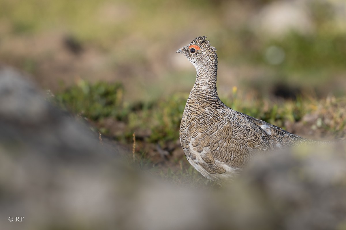 Lagopède alpin - ML621538653