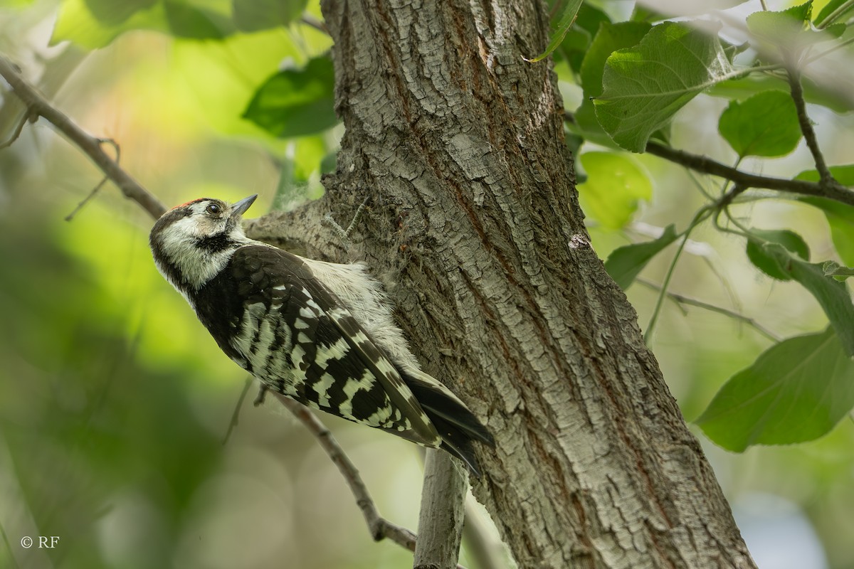 Lesser Spotted Woodpecker - ML621538739