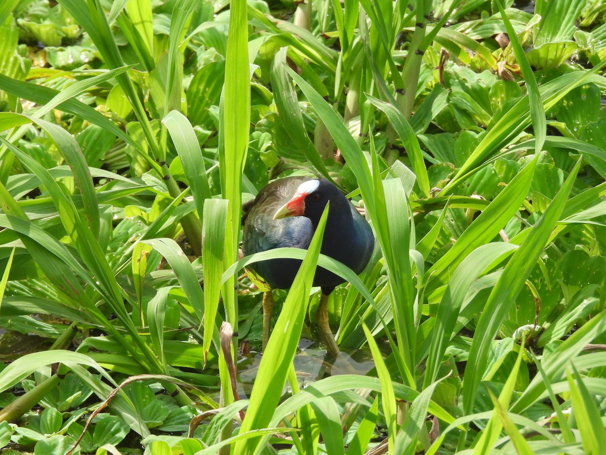 Purple Gallinule - ML621538751