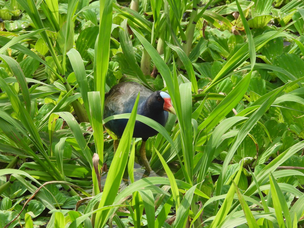 Purple Gallinule - ML621538752