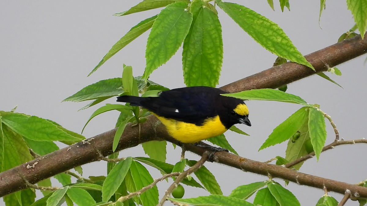 Purple-throated Euphonia - ML621538820