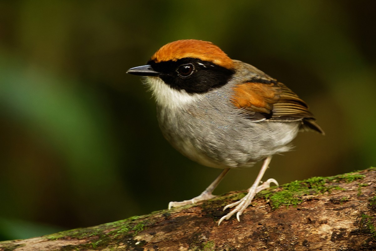 Black-cheeked Gnateater - ML621538913