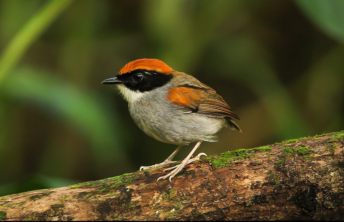 Black-cheeked Gnateater - ML621538914