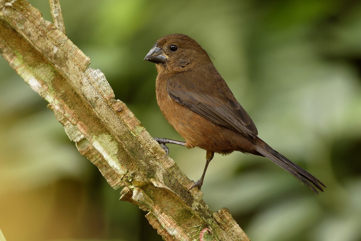 Chestnut-bellied Seed-Finch - ML621538927