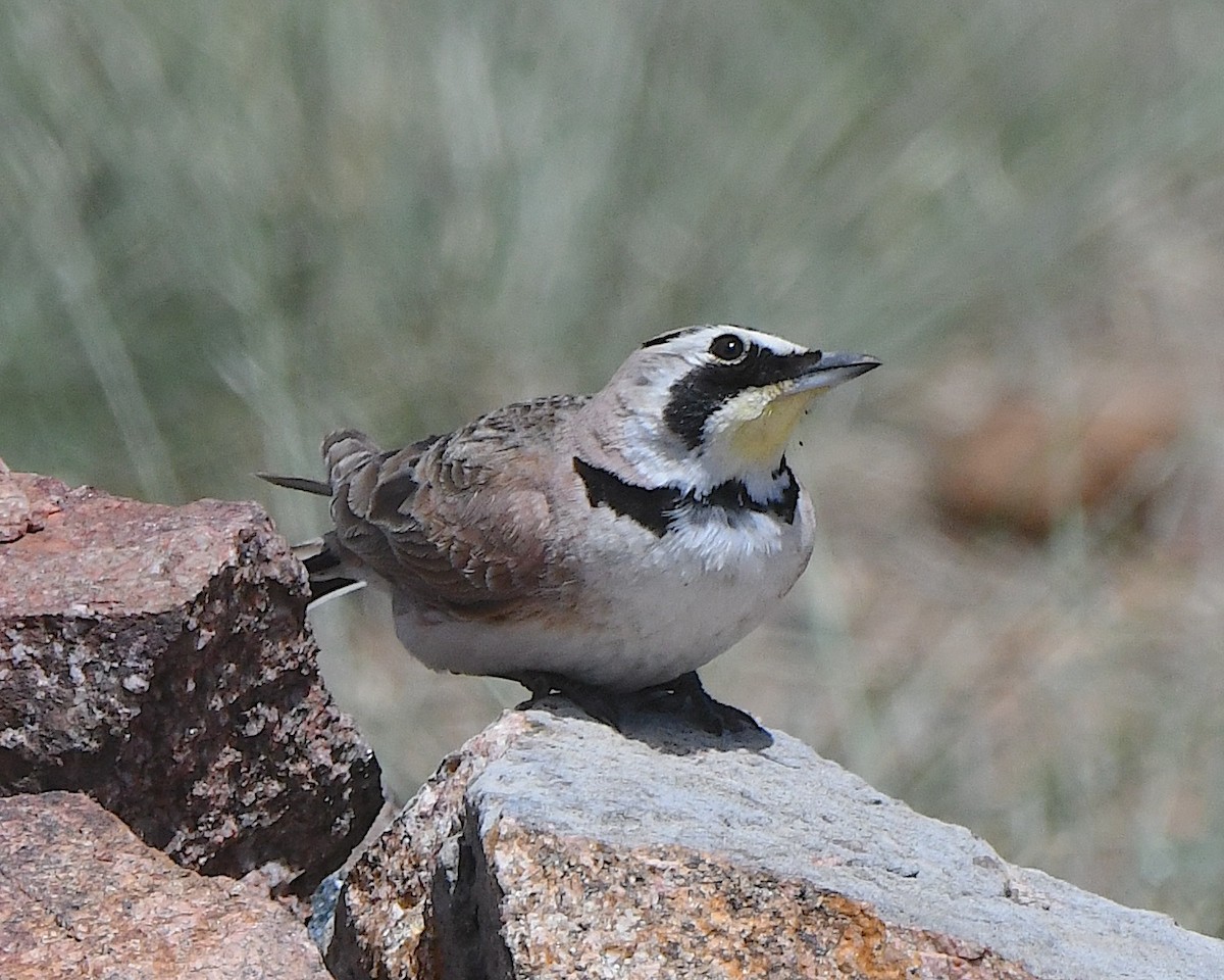 Horned Lark - Ted Wolff