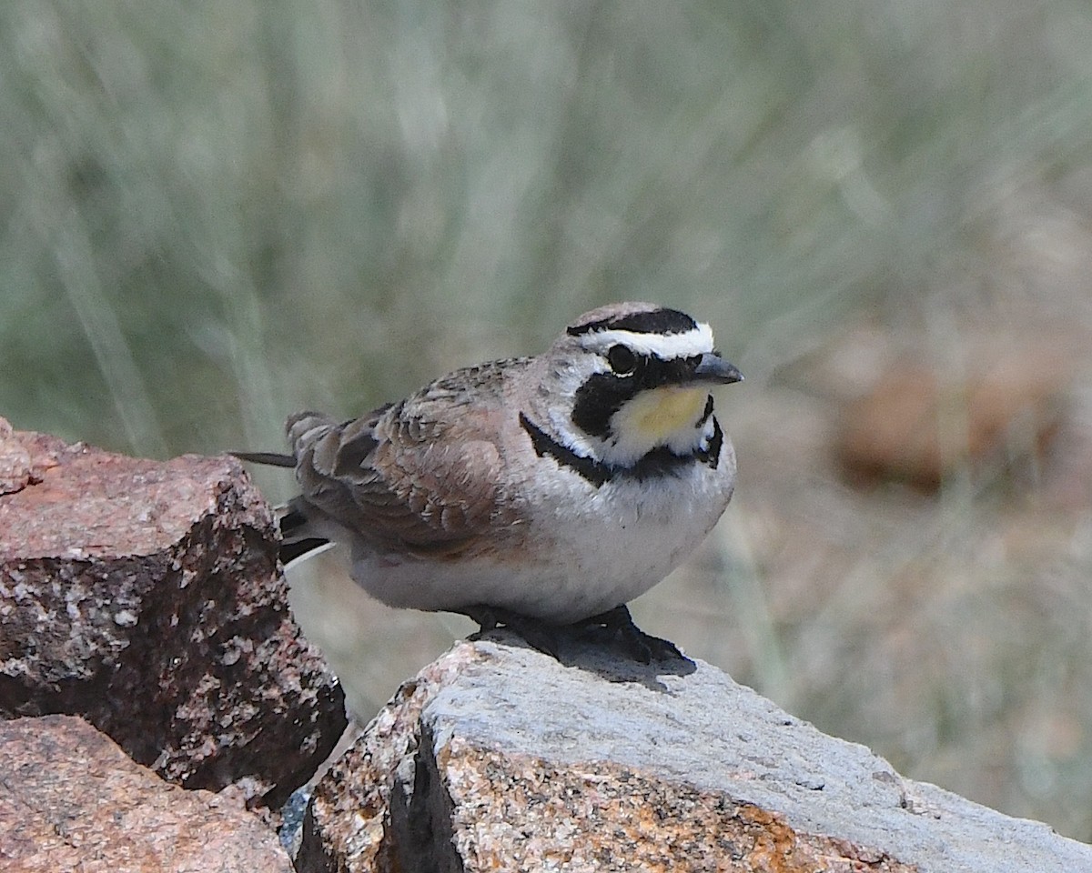 Horned Lark - ML621538963