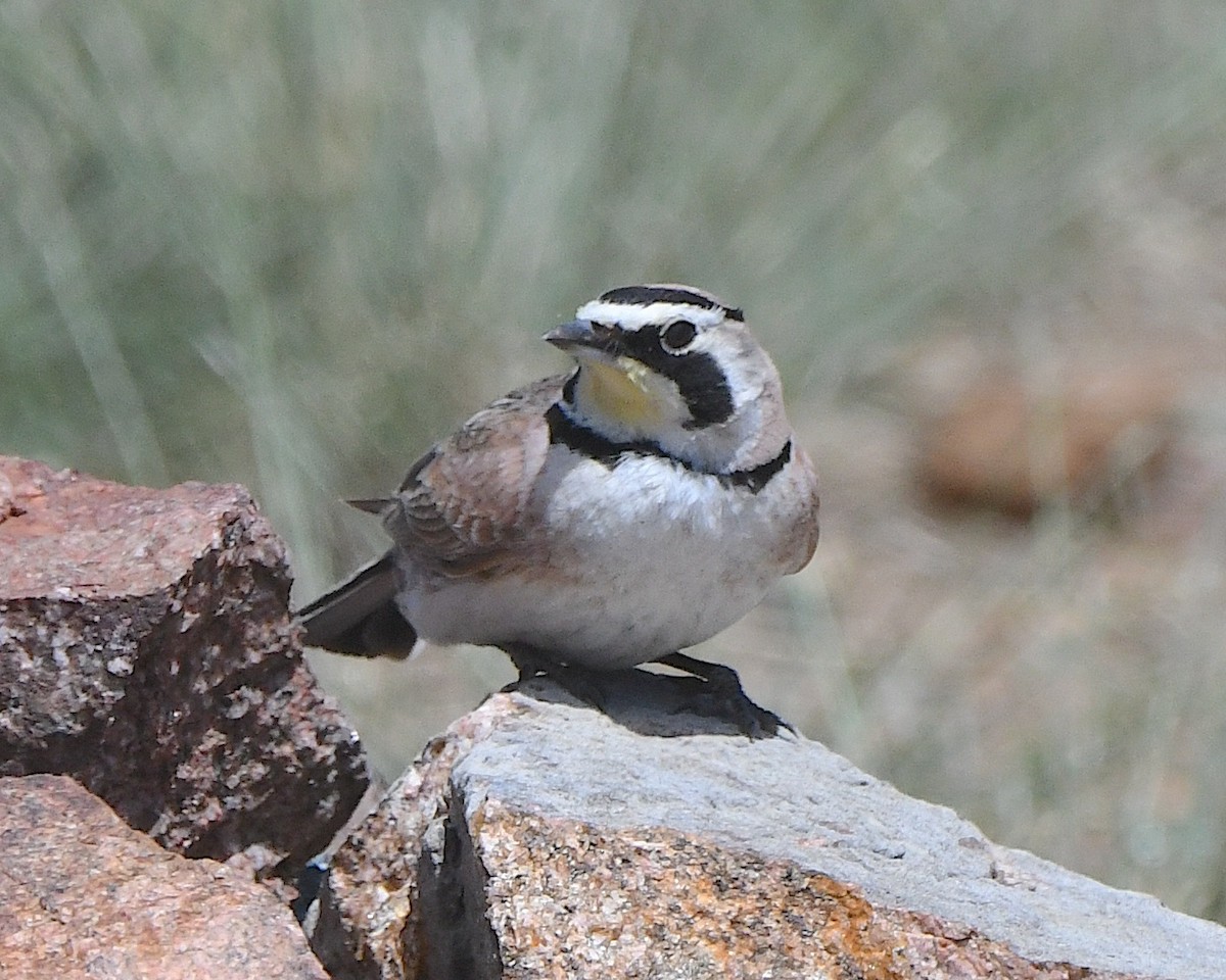 Horned Lark - ML621538976