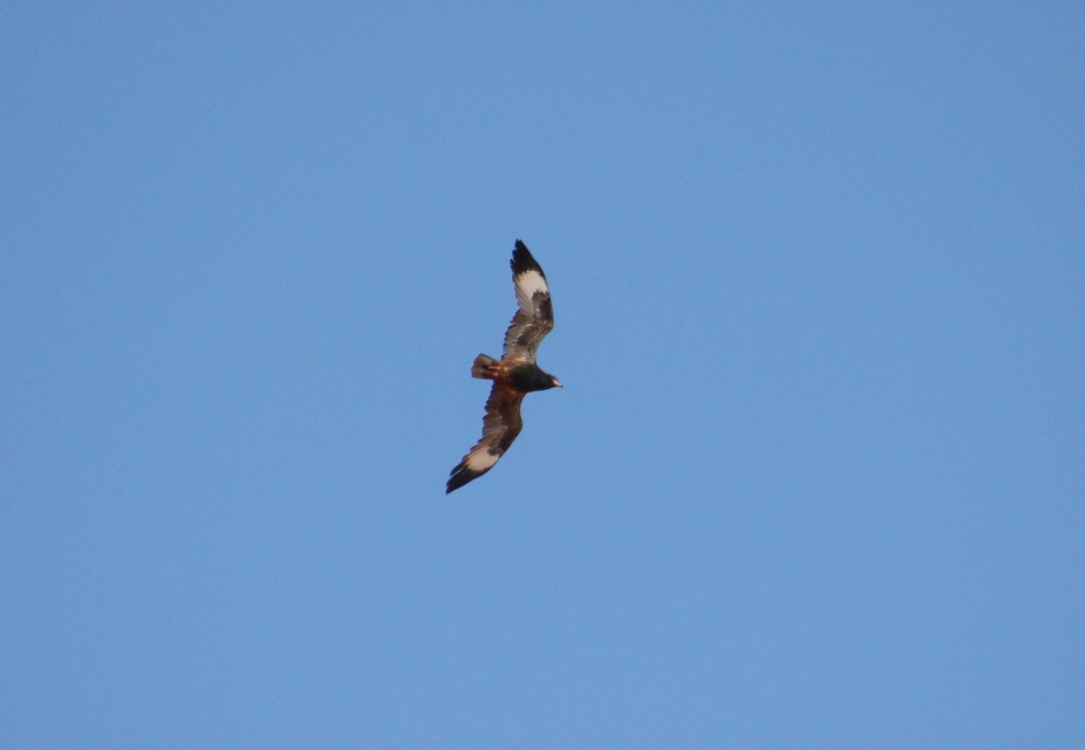 Black-breasted Kite - ML621539026