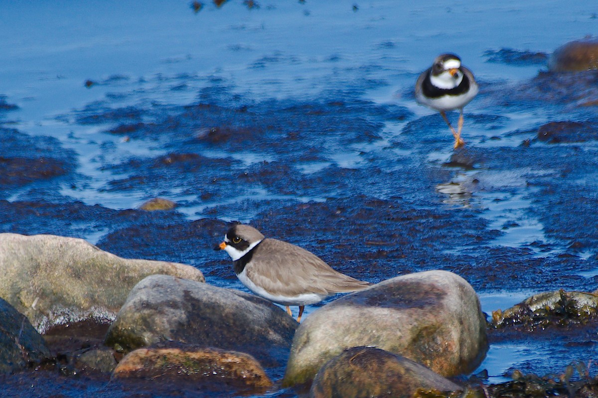 Semipalmated Plover - ML621539063