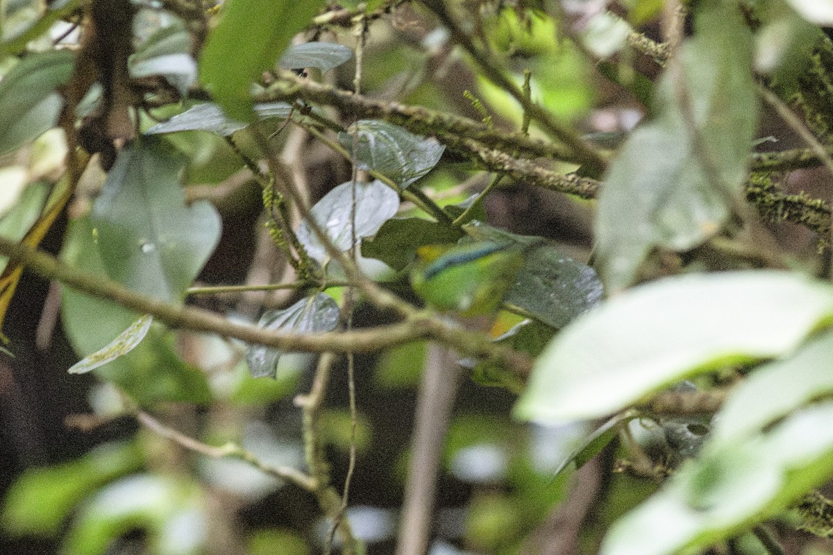 Yellow-bellied Tanager - ML621539094
