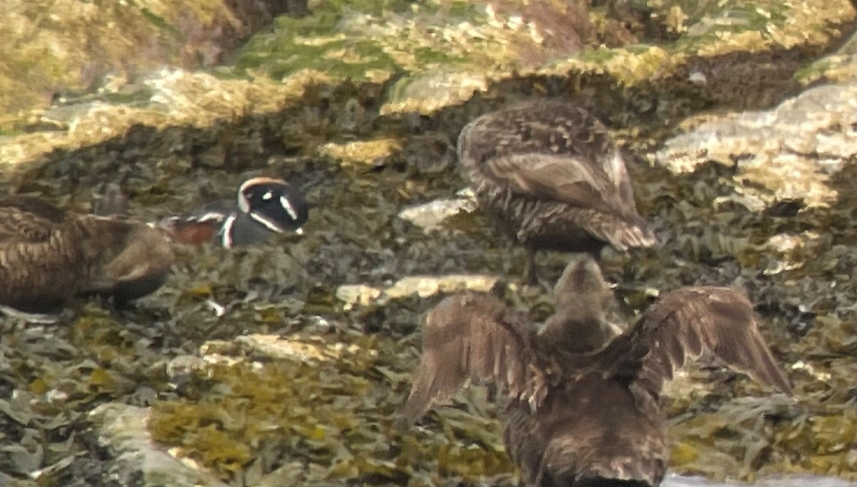 Harlequin Duck - ML621539100